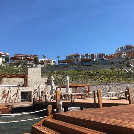 Allium Bodrum &