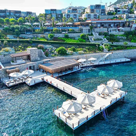 Allium Bodrum &