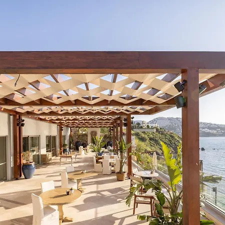 Allium Bodrum &